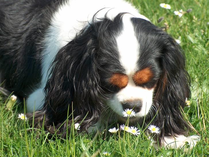 Cavalier king charles spaniel Mitzi billede 5