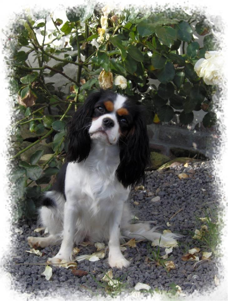 Cavalier king charles spaniel Mitzi billede 6