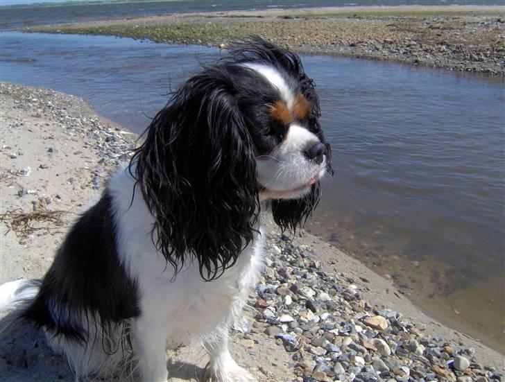 Cavalier king charles spaniel Mitzi billede 7