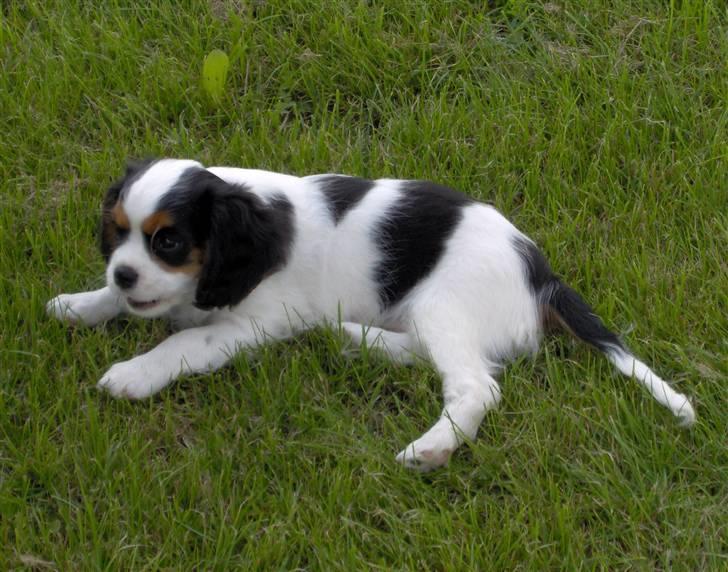 Cavalier king charles spaniel Mitzi billede 8