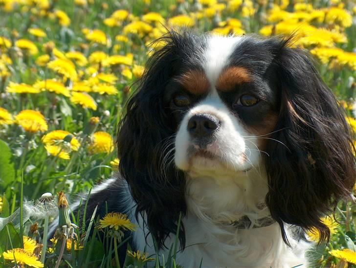 Cavalier king charles spaniel Mitzi billede 10