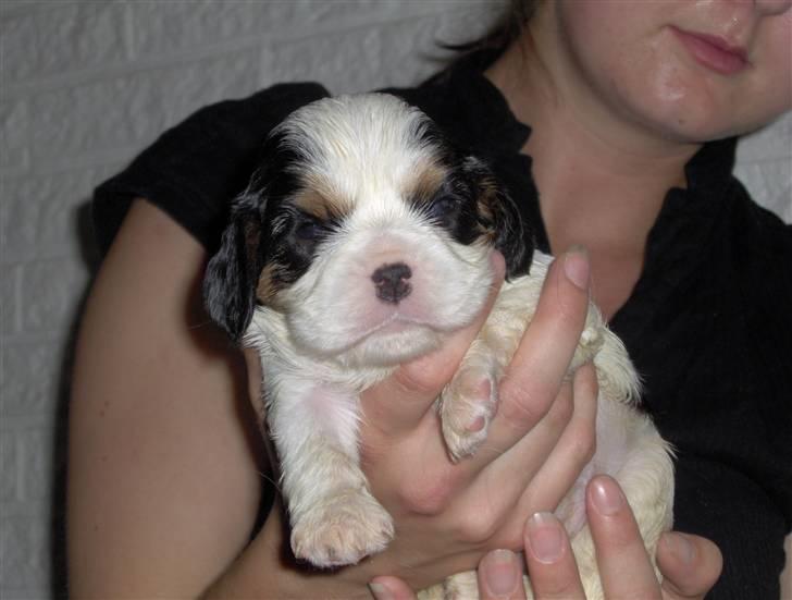 Cavalier king charles spaniel Mitzi billede 11