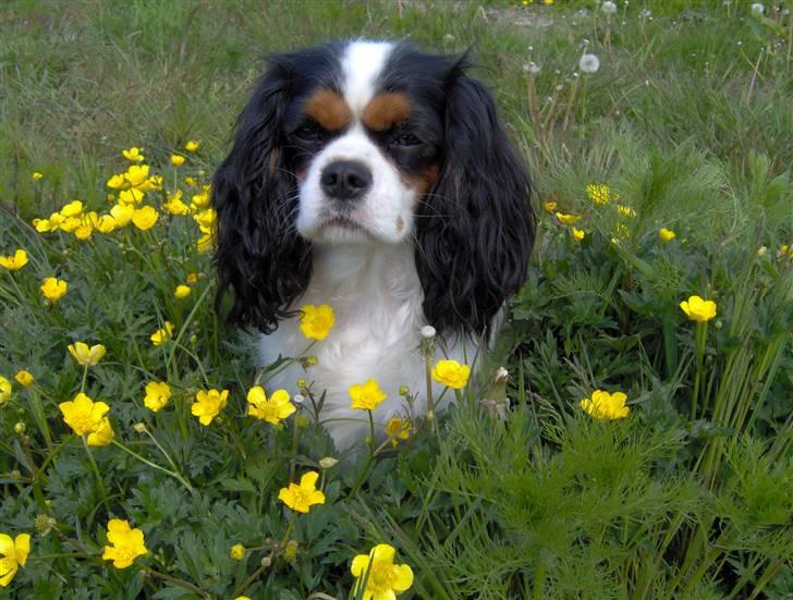 Cavalier king charles spaniel Mitzi billede 12