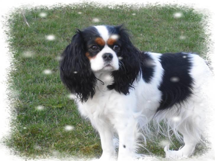 Cavalier king charles spaniel Mitzi billede 13