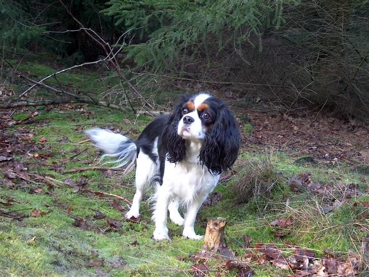 Cavalier king charles spaniel Mitzi billede 14