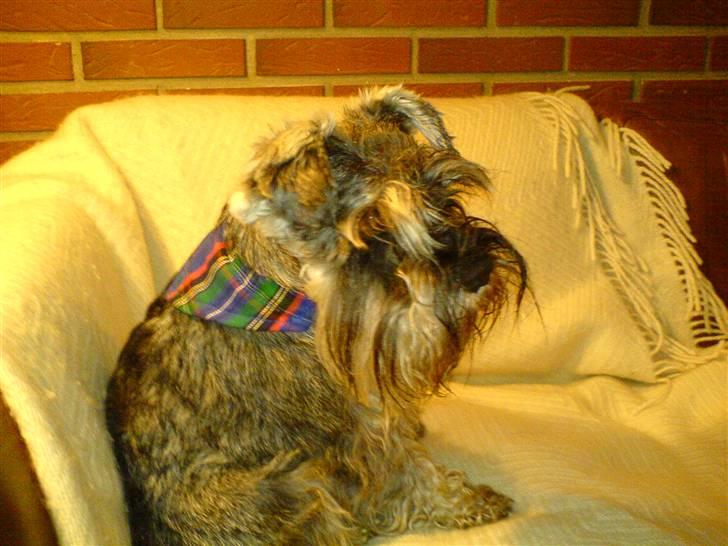 Dvaergschnauzer Muffe billede 2