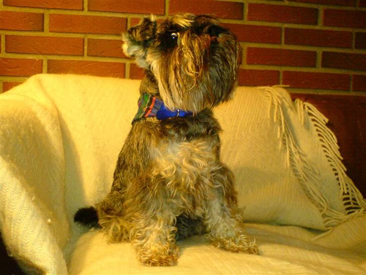 Dvaergschnauzer Muffe billede 3