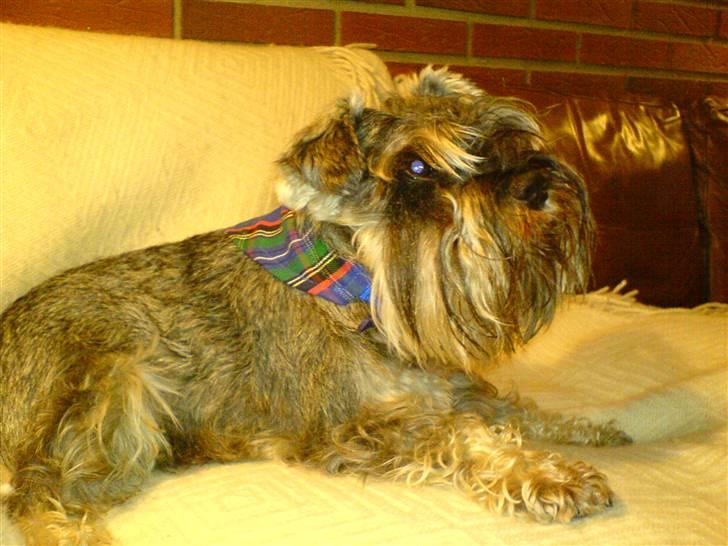 Dvaergschnauzer Muffe billede 4