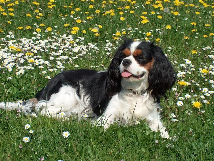 Cavalier king charles spaniel Mitzi billede 15