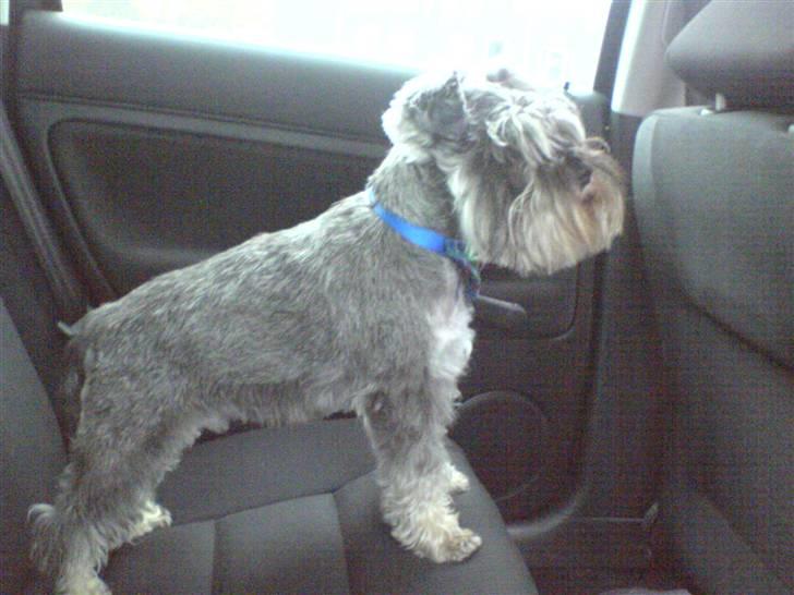 Dvaergschnauzer Muffe billede 5