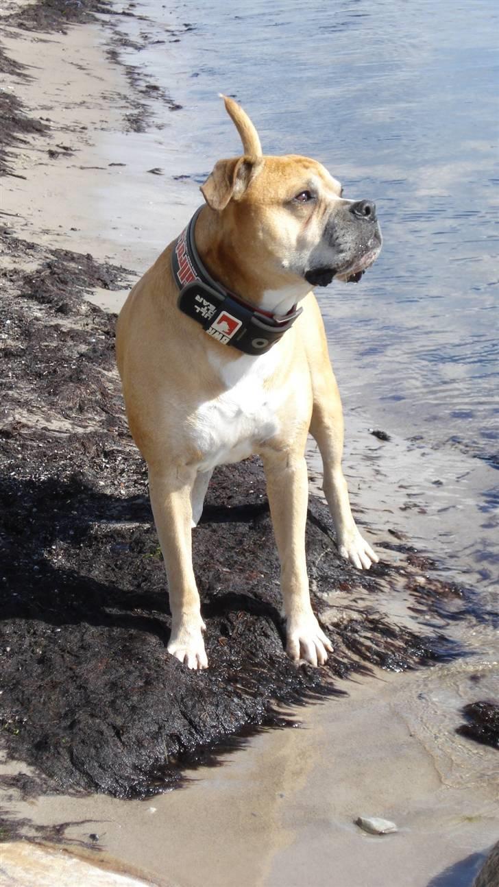 Blanding af racer dingo *lever ikke mere* - der er ikke noget som en tur med i sommerhuset....! billede 6