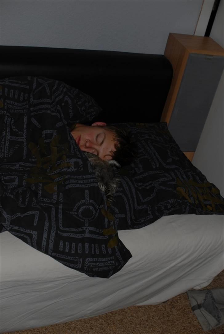 Dvaergschnauzer Muffe - Mig og storebror der får weekenden til at gå, med en god snorker under dynen :) billede 6