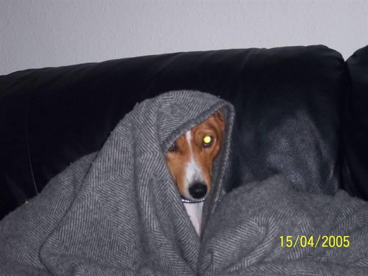 Basenji Fanta - Her er jeg i mit es billede 2