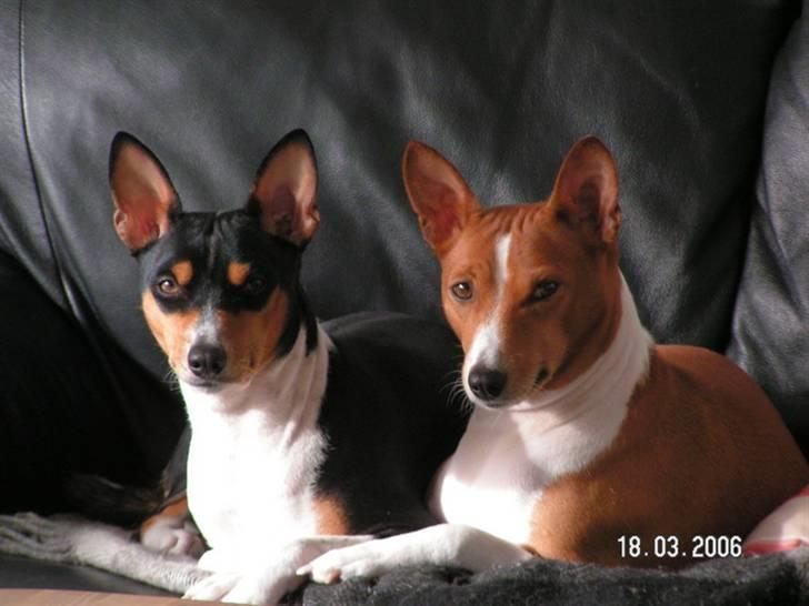 Basenji Fanta - Her ligger jeg med min store datter og slikker sol, som vi elsker meget billede 3