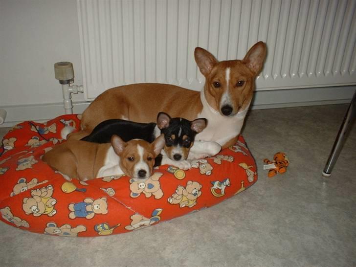 Basenji Fanta - Her ligger jeg i min sække stol med mine to hvalpe. billede 4