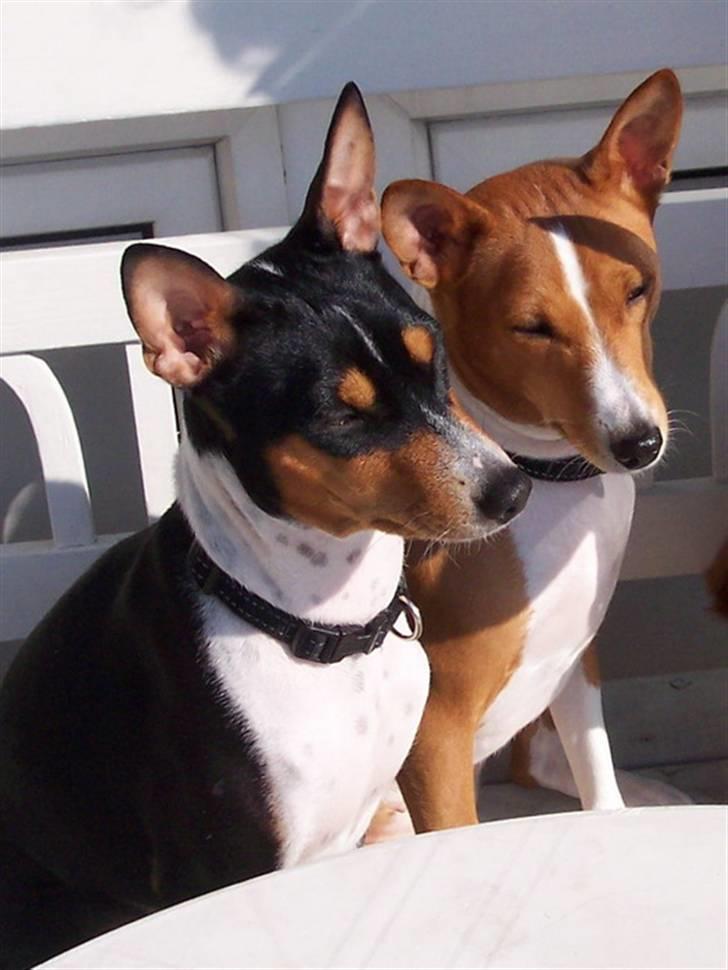 Basenji Fanta - Det er det bedste vi ved, at slikke sol hele dagen billede 6