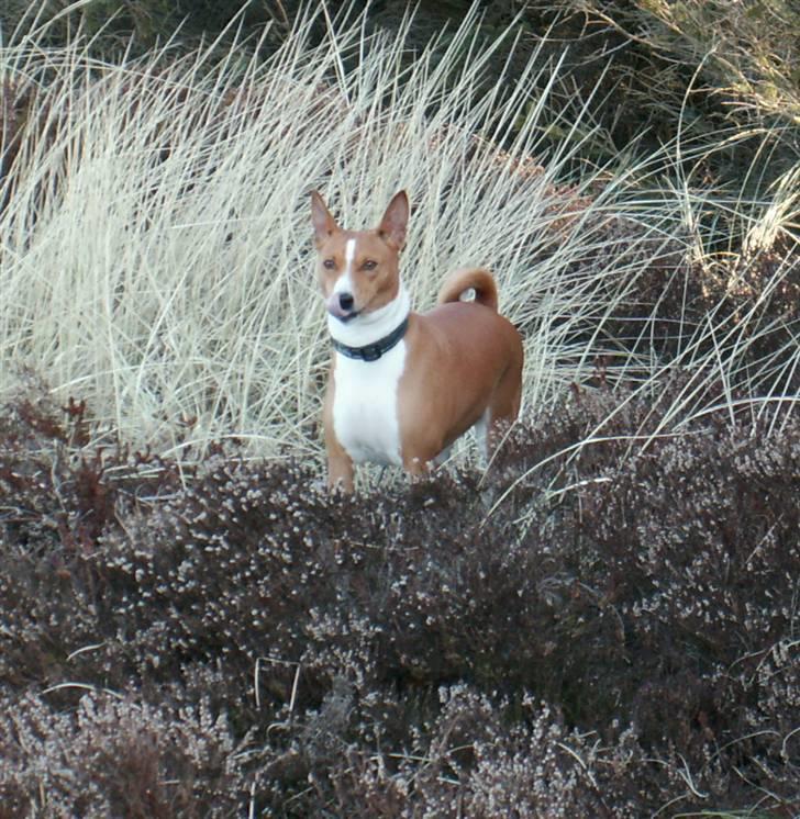 Basenji Fanta - her er jeg i heden en frost klar dag billede 7