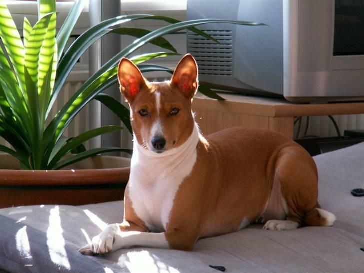 Basenji Fanta - Er jeg ikke bare heldig egen madras og masser af sol billede 8