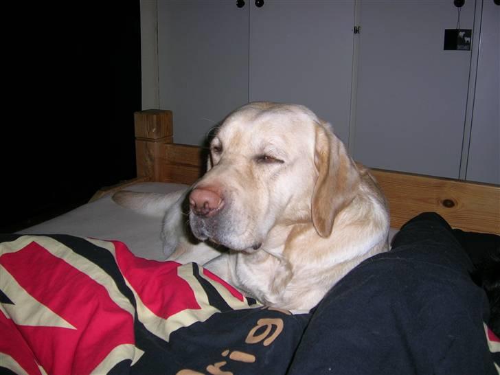 Labrador retriever Rex - her hygger jeg mig i fars seng, dejligt billede 2
