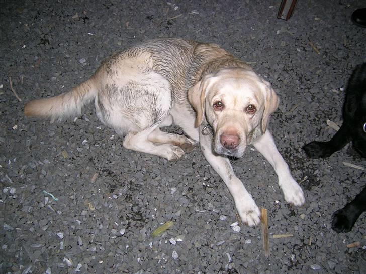 Labrador retriever Rex - her har jeg været til hundetræning billede 3