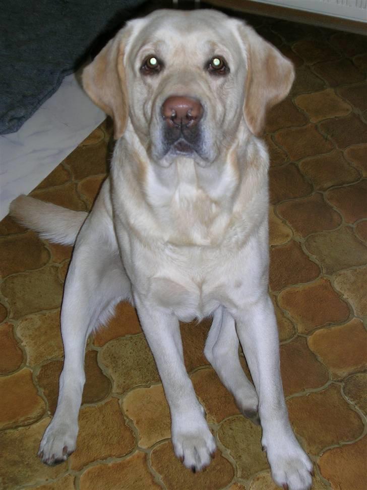 Labrador retriever Rex billede 4