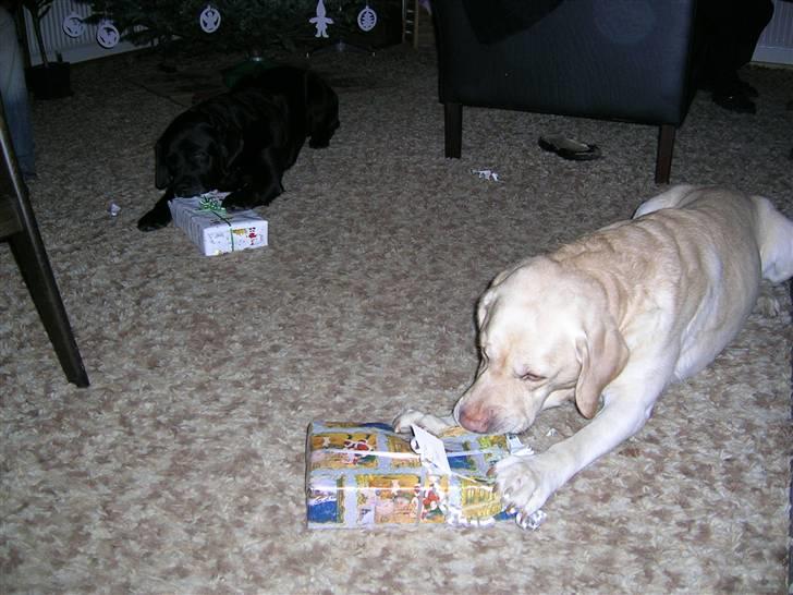 Labrador retriever Rex - her får vi hundekiks i julegave billede 5