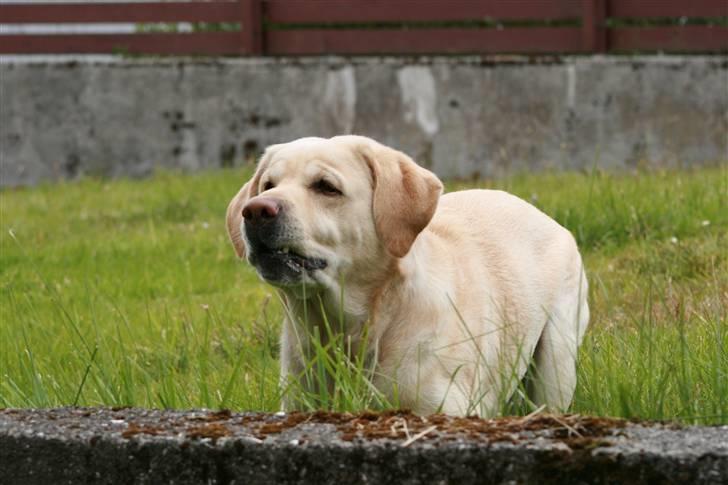 Labrador retriever Rex billede 6