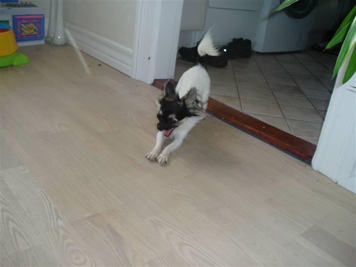 Chihuahua Holger billede 9