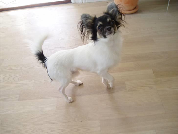 Chihuahua Holger billede 10