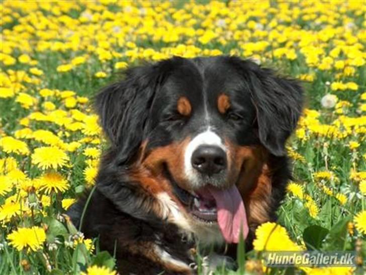 Berner sennenhund Chili billede 1