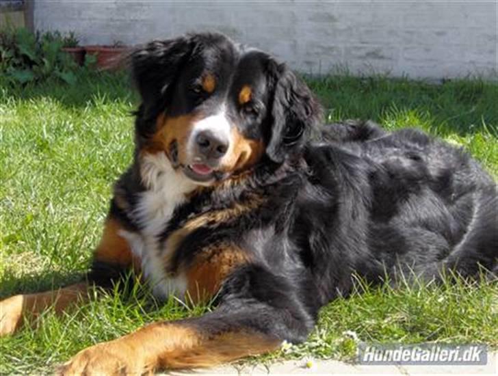 Berner sennenhund Chili billede 2