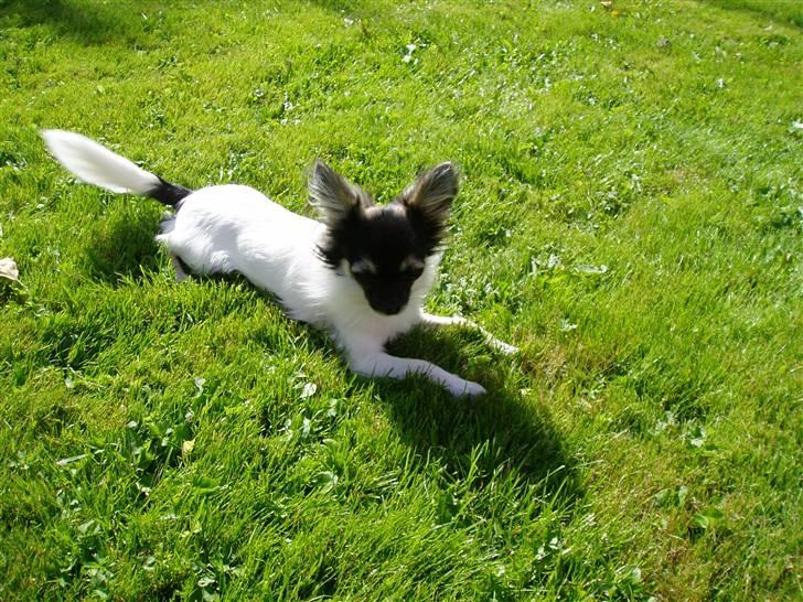 Chihuahua Holger billede 11