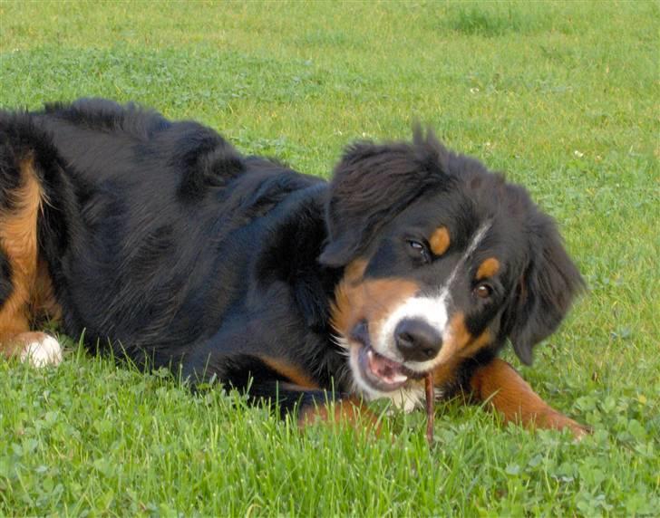 Berner sennenhund Chili billede 3