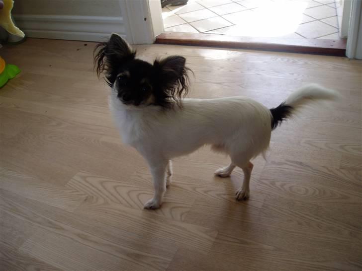 Chihuahua Holger billede 12