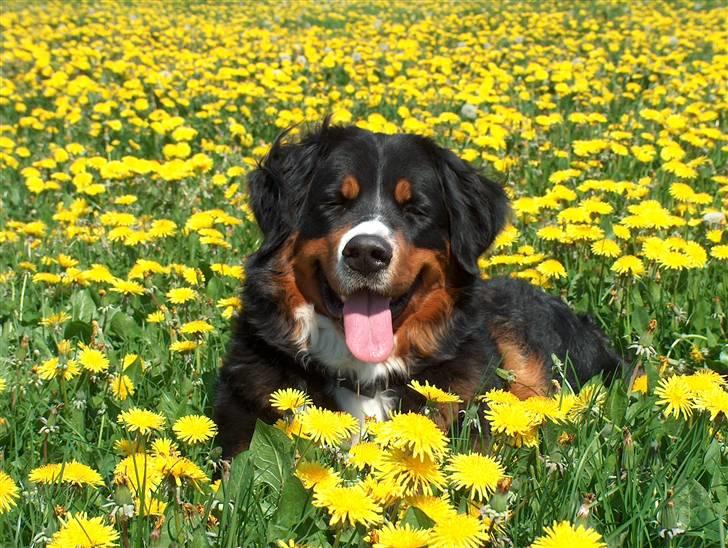 Berner sennenhund Chili - Er der noget at spise? billede 4