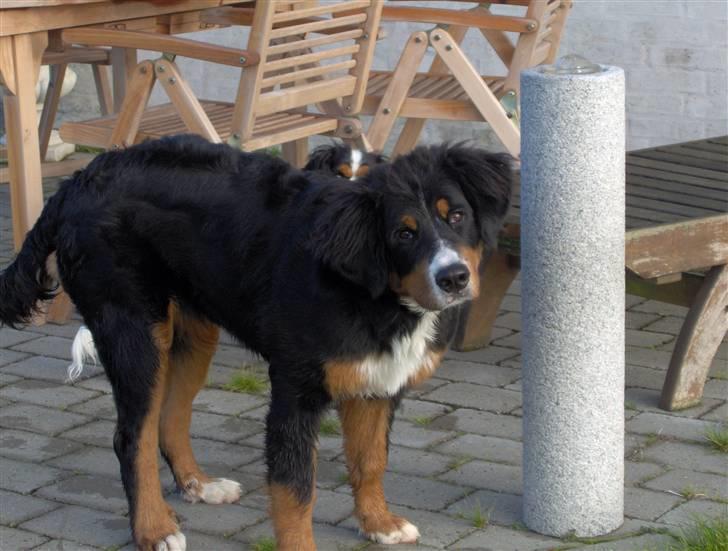 Berner sennenhund Chili billede 5