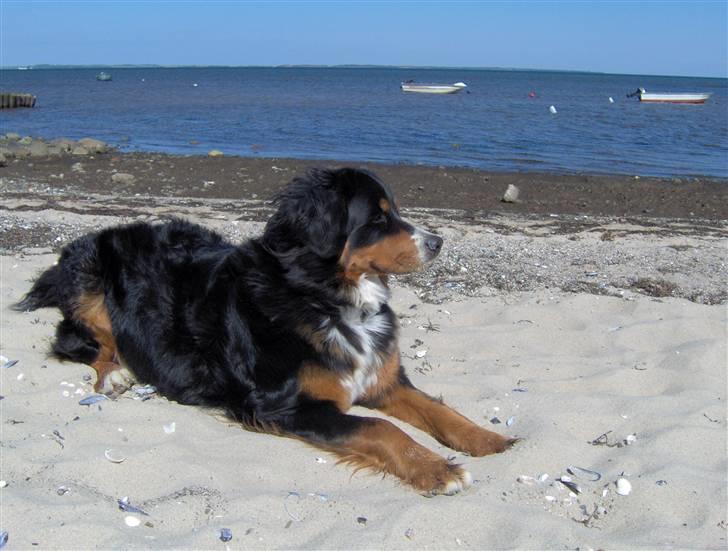 Berner sennenhund Chili billede 6