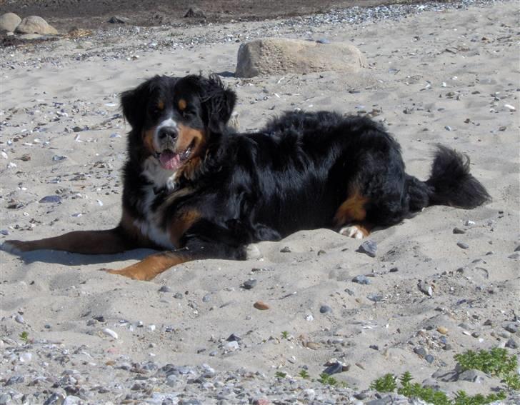 Berner sennenhund Chili - Jeg ligger mig bare, når jeg ikke gider høre efter!!! billede 7