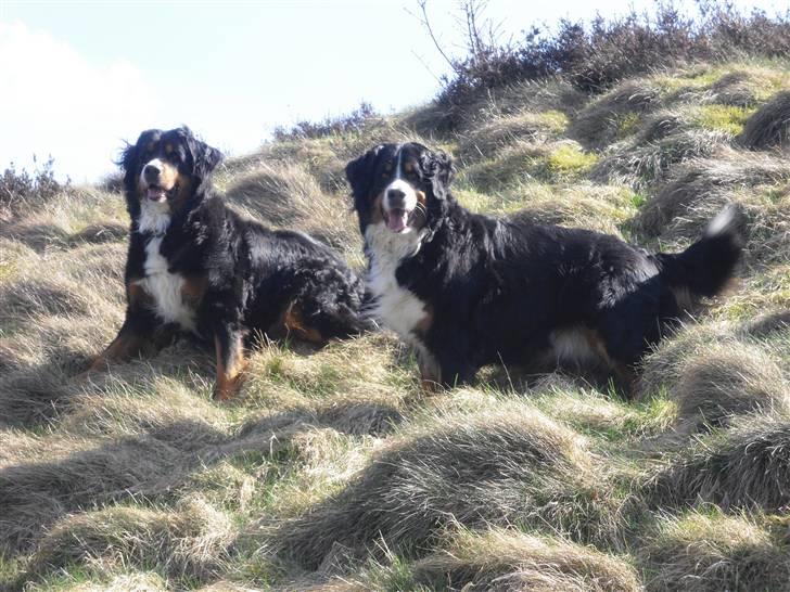 Berner sennenhund Chili billede 8