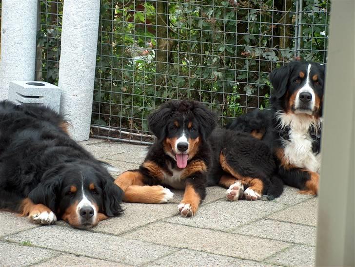 Berner sennenhund Chili - Min mor, søster og mig... billede 9
