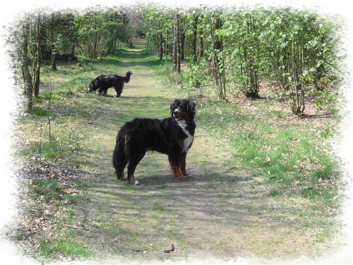 Berner sennenhund Chili billede 10