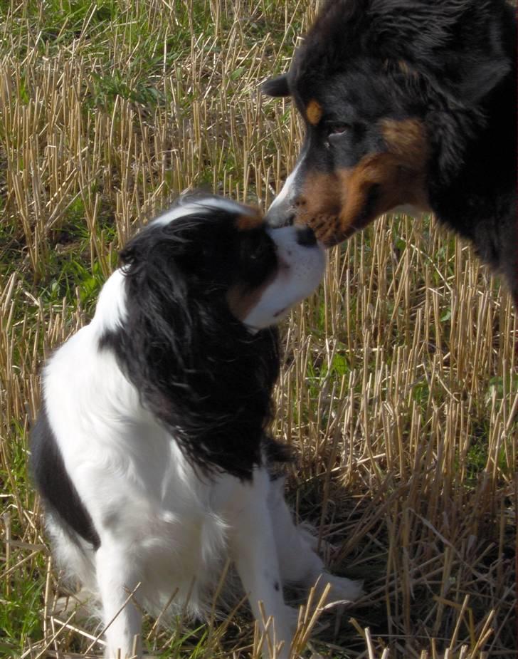 Berner sennenhund Chili billede 11