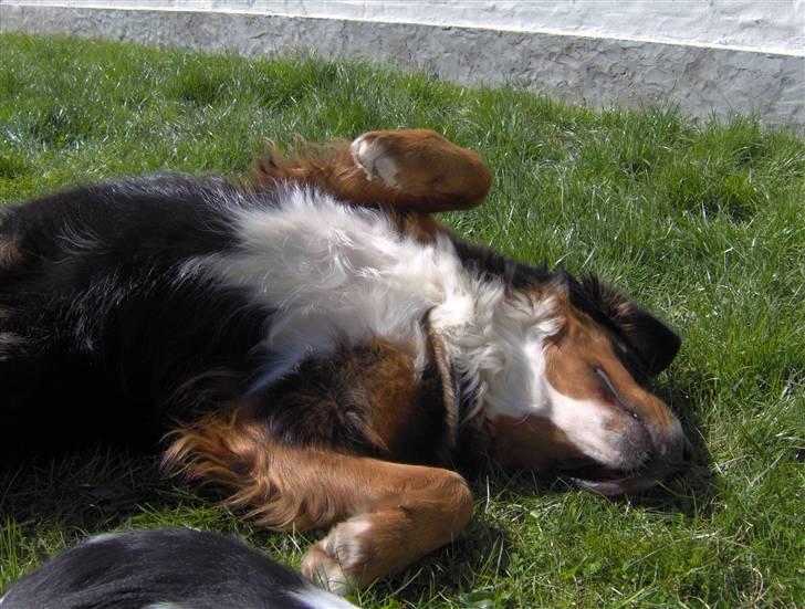 Berner sennenhund Chili billede 12