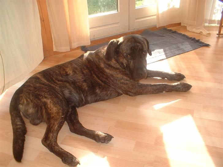 Blanding af racer Balder - Ja her ligger jeg så og slikker sol billede 1