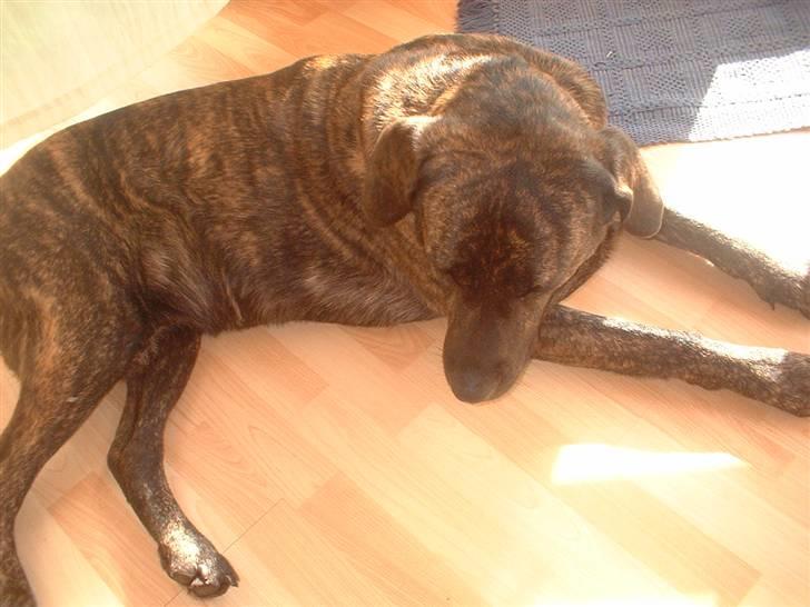 Blanding af racer Balder - ahh - dejligt at slappe af billede 2