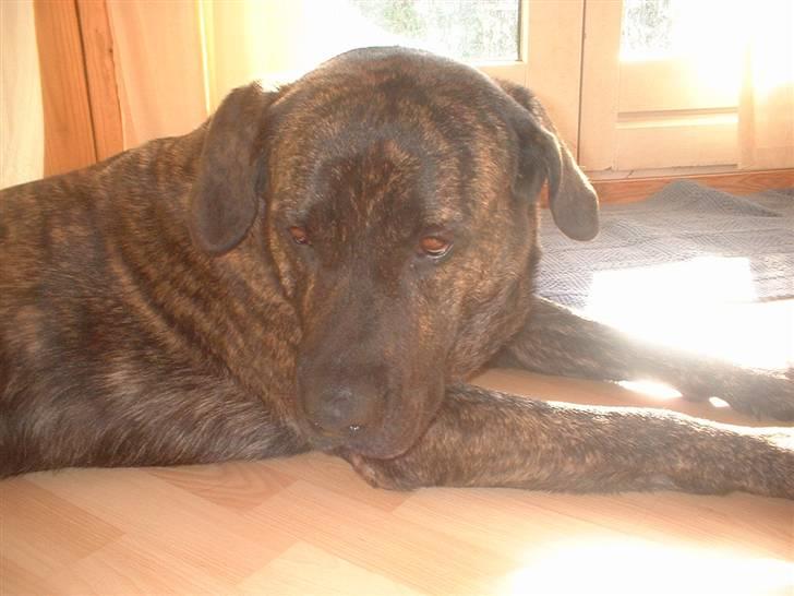 Blanding af racer Balder - hva kan man dog ikke få ro , til skønhedssøvnen hi-hi billede 3