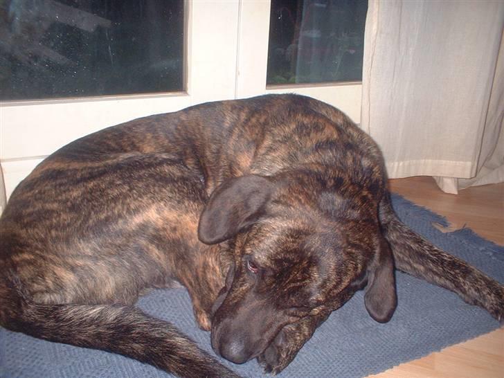 Blanding af racer Balder - nøjj hvor er jeg dog træt gab-gab billede 4