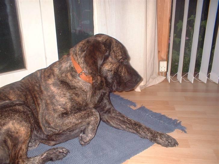 Blanding af racer Balder - nu er det nok , gider ikke blive fotograferet mere  billede 5