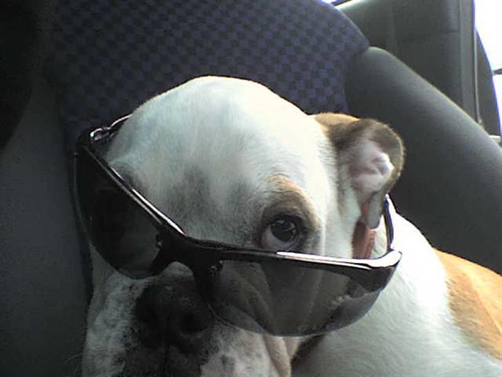 Engelsk bulldog batman - batman 11 uger billede 1