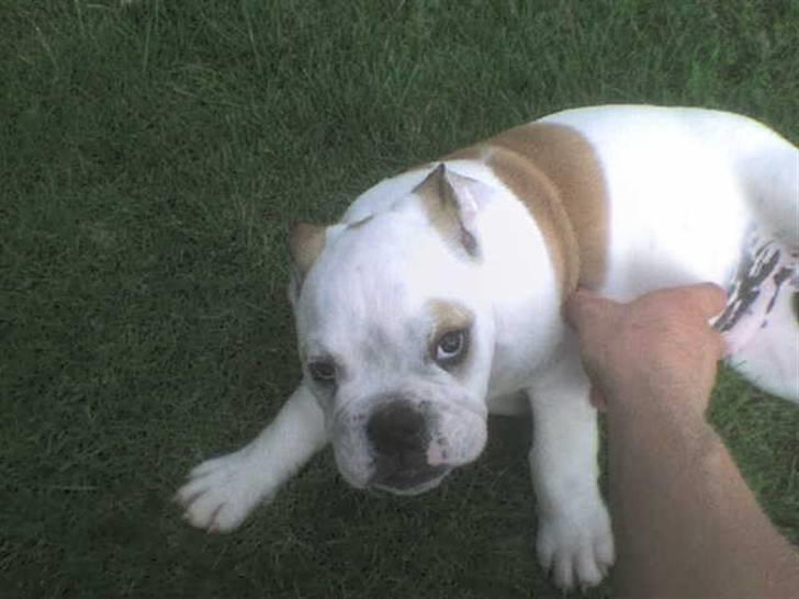 Engelsk bulldog batman billede 2